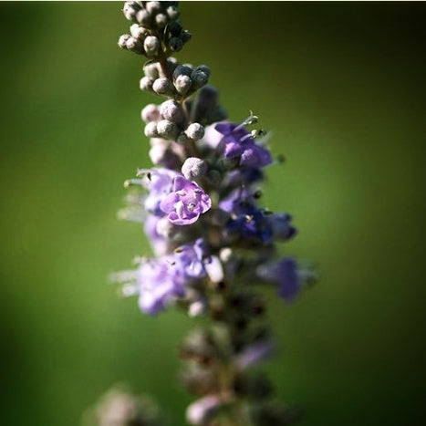 Feminality~ Glandular Support ~ Organic Botanical Tincture