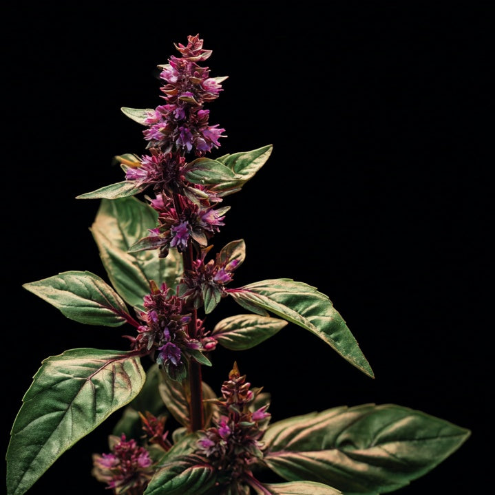 Feminality~ Glandular Support ~ Organic Botanical Tincture
