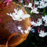 Pink Jasmine~Gold Hydrosoul