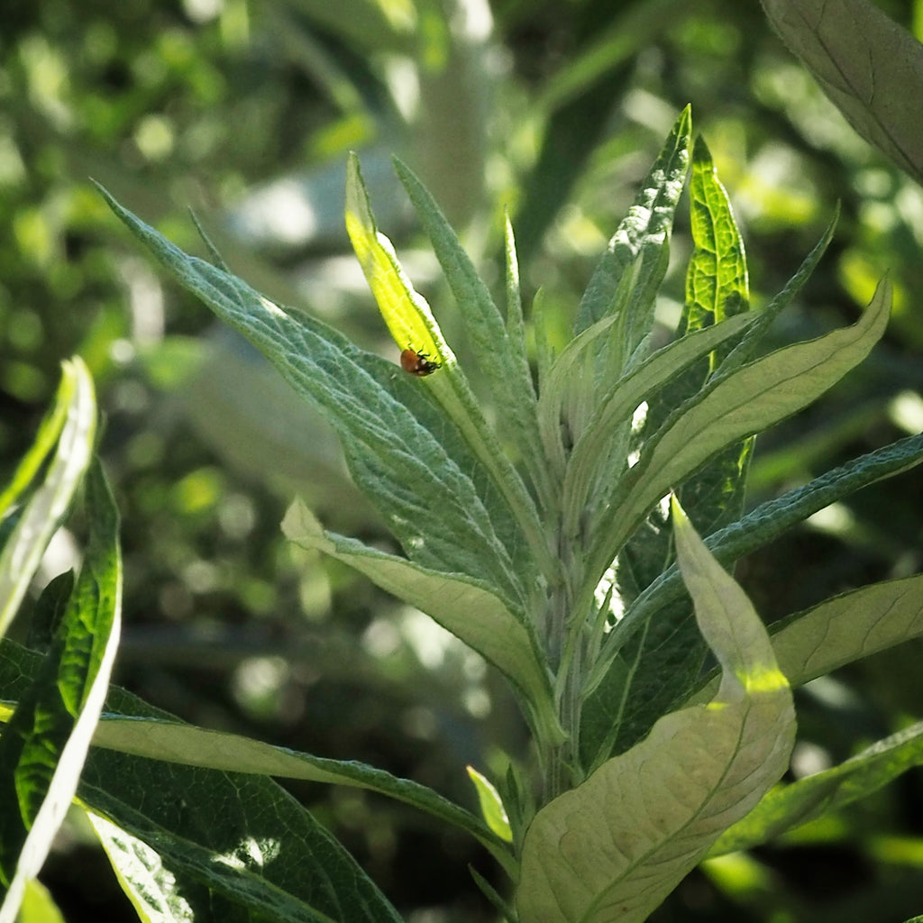 Mugwort~Gold Hydrosoul