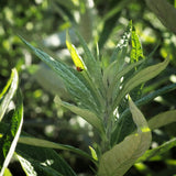 Mugwort~Gold Hydrosoul