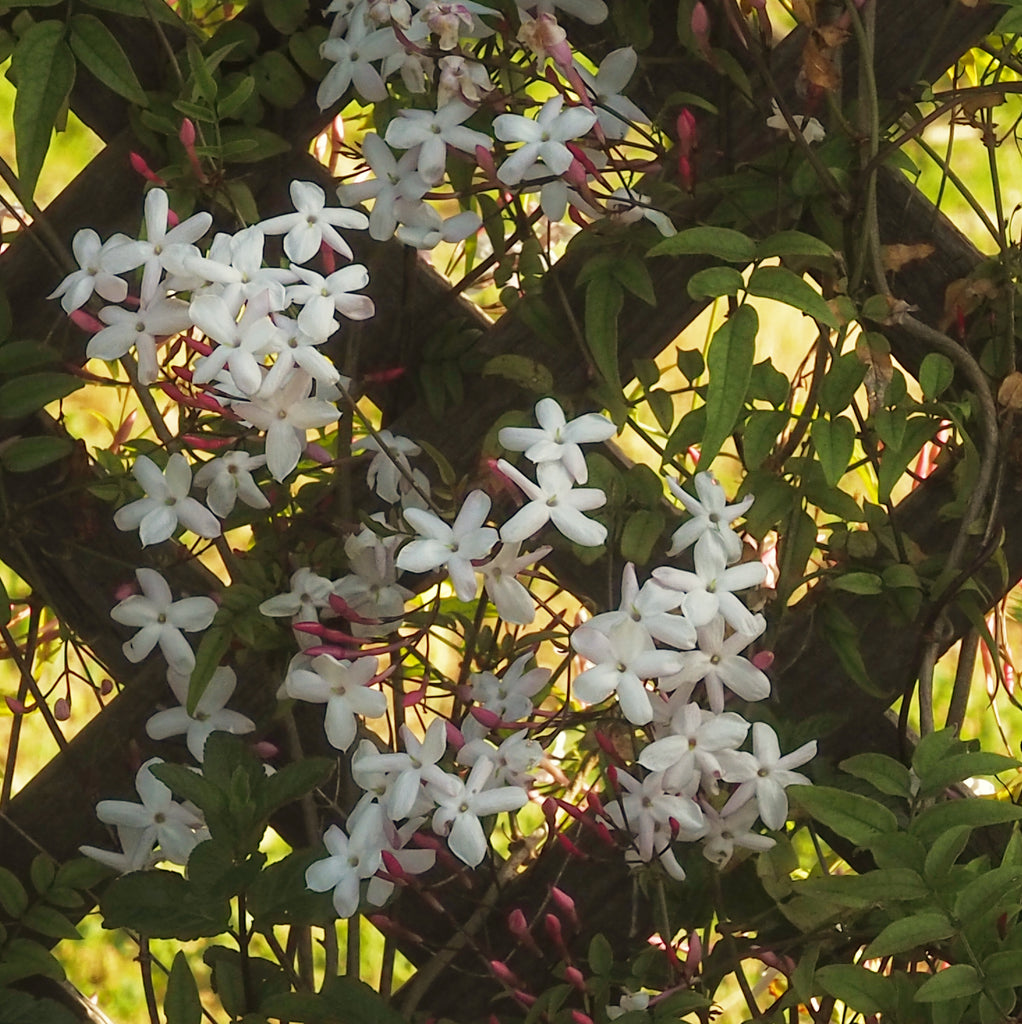 Pink Jasmine~Gold Hydrosoul