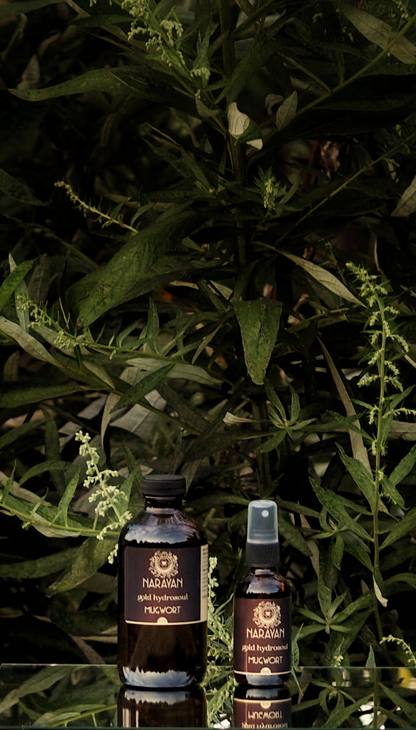 Mugwort~Gold Hydrosoul