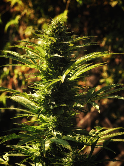 Mary Jane ~ Gold Hydrosoul