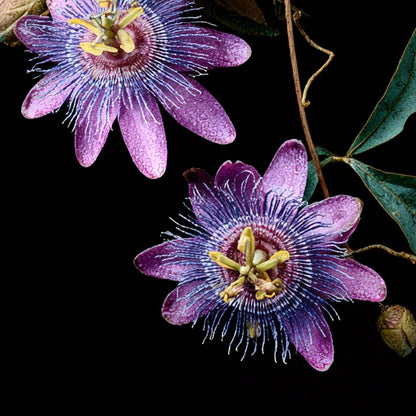 Feminality~ Glandular Support ~ Organic Botanical Tincture