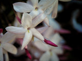 Pink Jasmine~Gold Hydrosoul