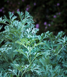 WORMWOOD~TRIPPLE EXTRACT PLANT MEDICINE